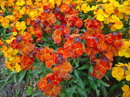 شب بوی خیری